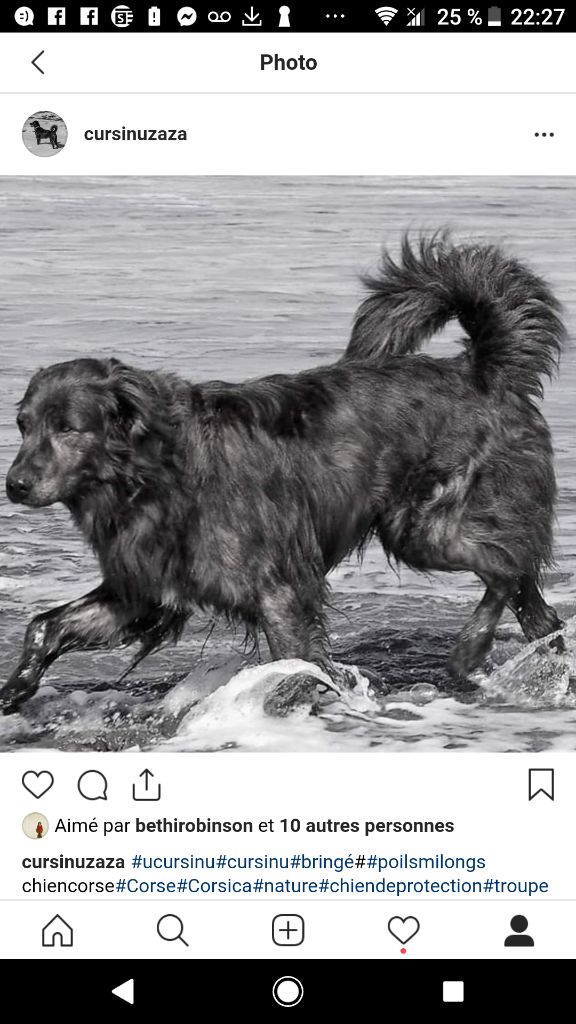 Libecciu (Sans Affixe) - Deuxième excellent classe jeune