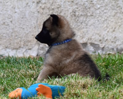 Les chiots de Berger Belge