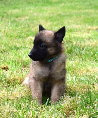 Les chiots de Berger Belge