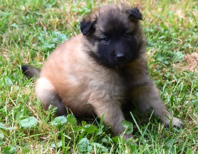 Les chiots de Berger Belge