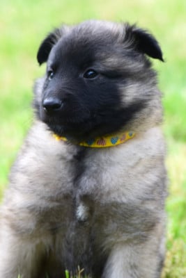 Les chiots de Berger Belge