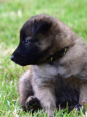 Les chiots de Berger Belge