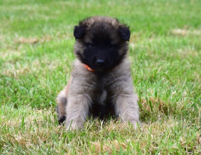 Les chiots de Berger Belge