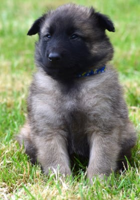Les chiots de Berger Belge