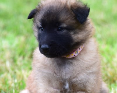 Les chiots de Berger Belge