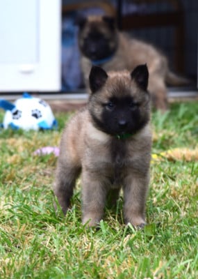 Les chiots de Berger Belge