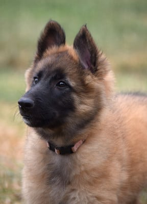 Les chiots de Berger Belge