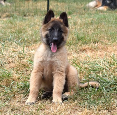 Les chiots de Berger Belge