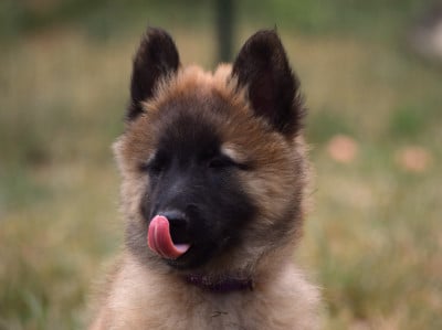 Les chiots de Berger Belge