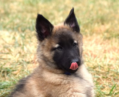 Les chiots de Berger Belge