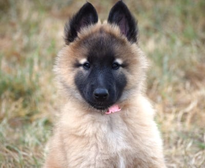 Les chiots de Berger Belge