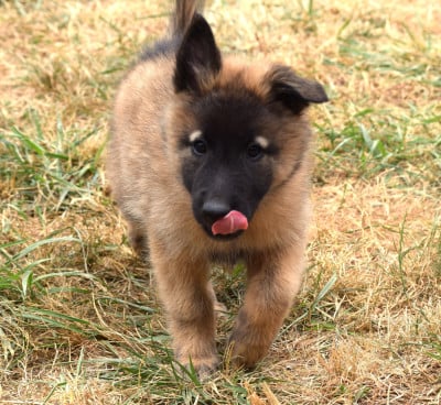 Les chiots de Berger Belge