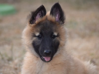 Les chiots de Berger Belge