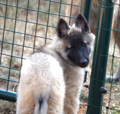 Les chiots de Berger Belge