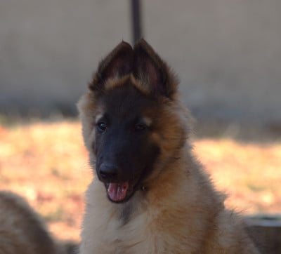Les chiots de Berger Belge