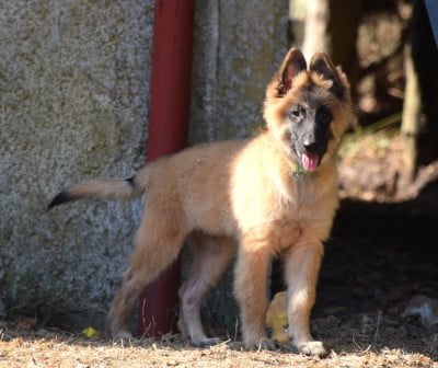 Les chiots de Berger Belge