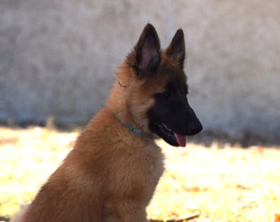 Les chiots de Berger Belge