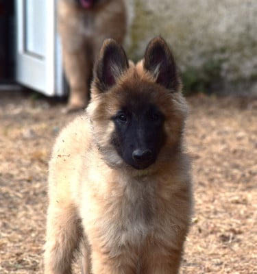 Les chiots de Berger Belge