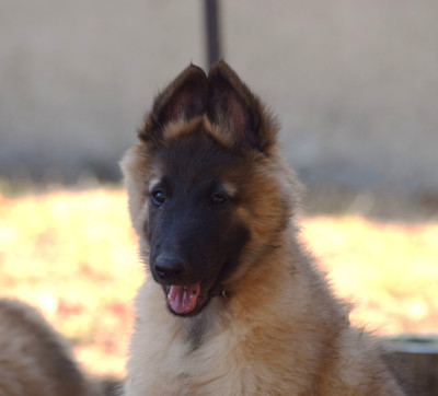 Les chiots de Berger Belge