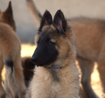 Les chiots de Berger Belge