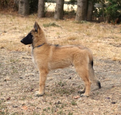 Les chiots de Berger Belge