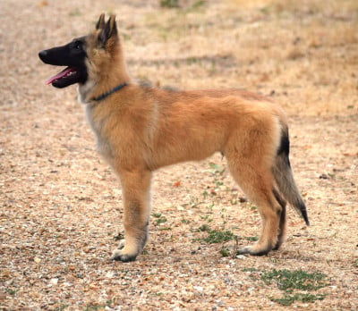 Les chiots de Berger Belge