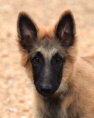 Les chiots de Berger Belge