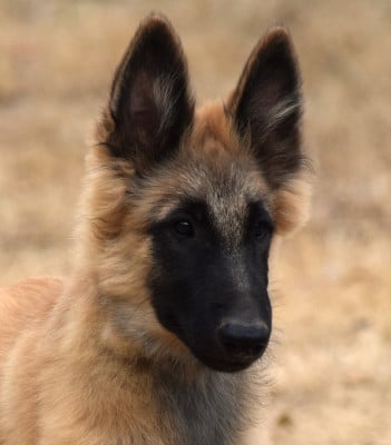 Les chiots de Berger Belge