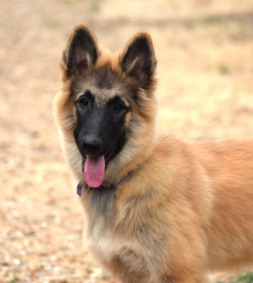 Les chiots de Berger Belge