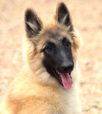Les chiots de Berger Belge