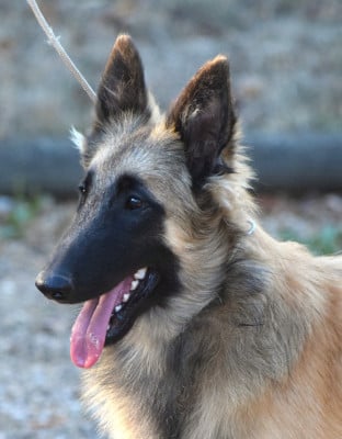 Les chiots de Berger Belge