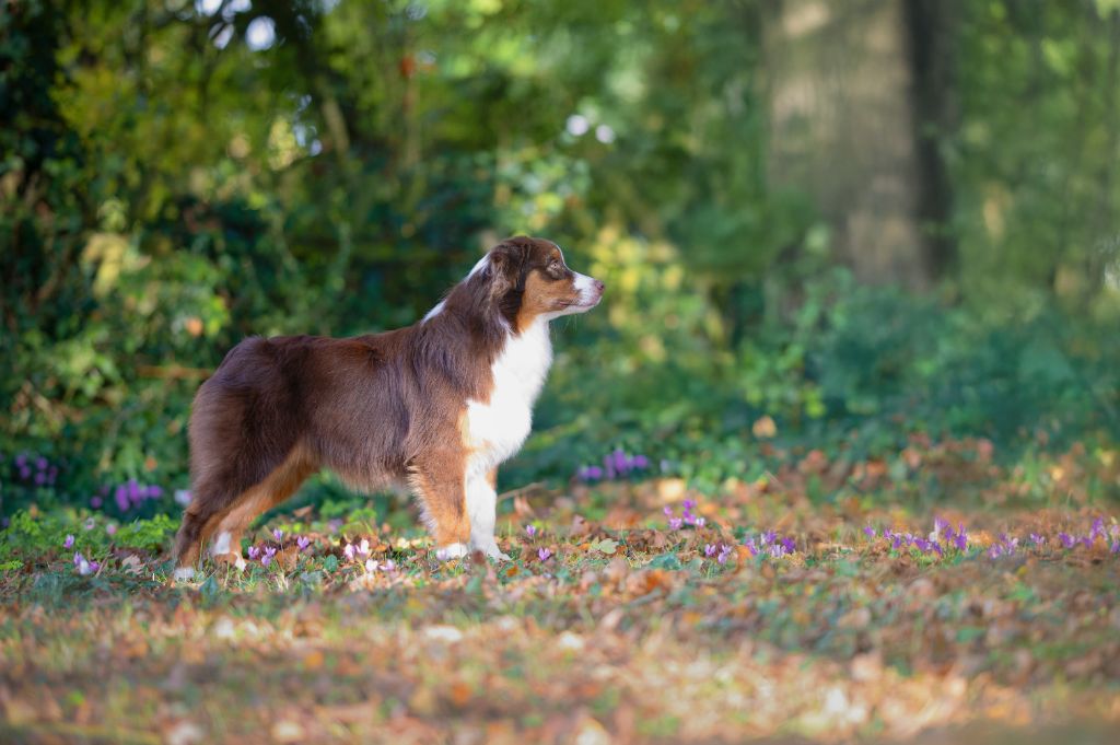 A star is born du chemin de la belle etoile