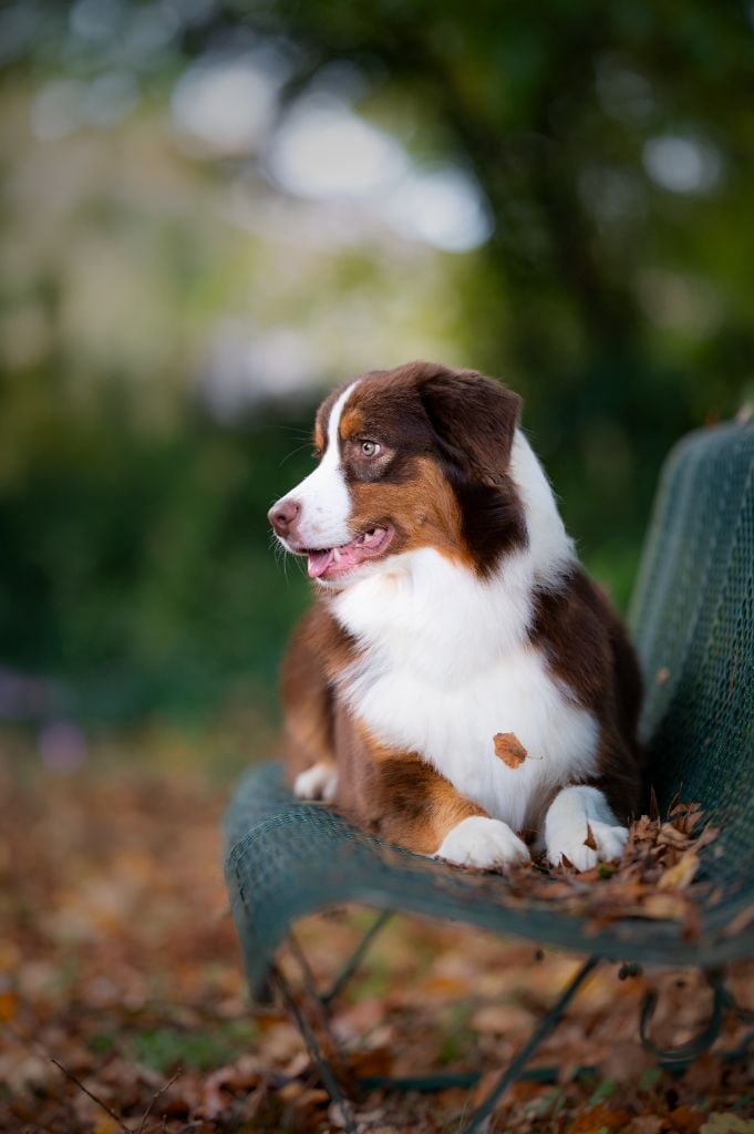 A star is born du chemin de la belle etoile