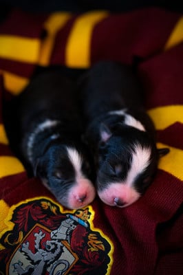 Les chiots de Berger Australien