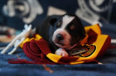 Les chiots de Berger Australien