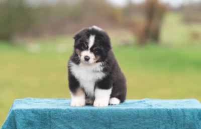 Les chiots de Berger Australien