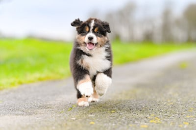 Les chiots de Berger Australien