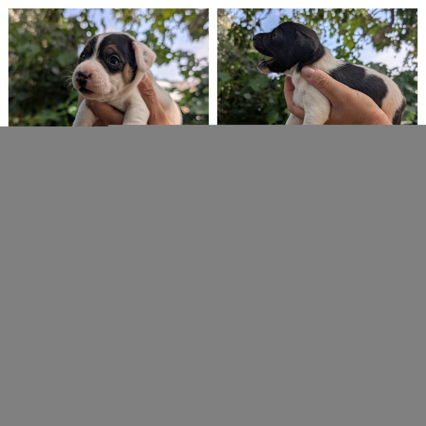 Parson Russell Terrier - Budawang