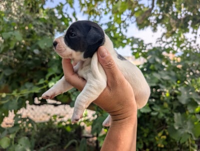 Les chiots de Parson Russell Terrier