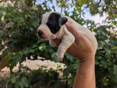 Les chiots de Parson Russell Terrier