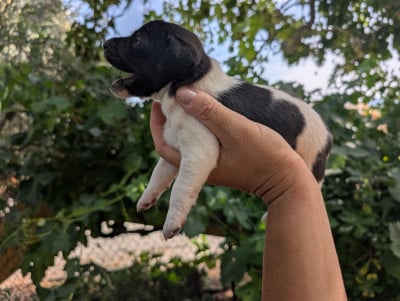 Les chiots de Parson Russell Terrier