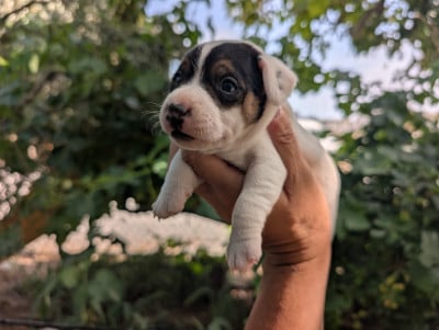 Les chiots de Parson Russell Terrier