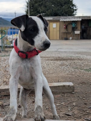 Les chiots de Parson Russell Terrier