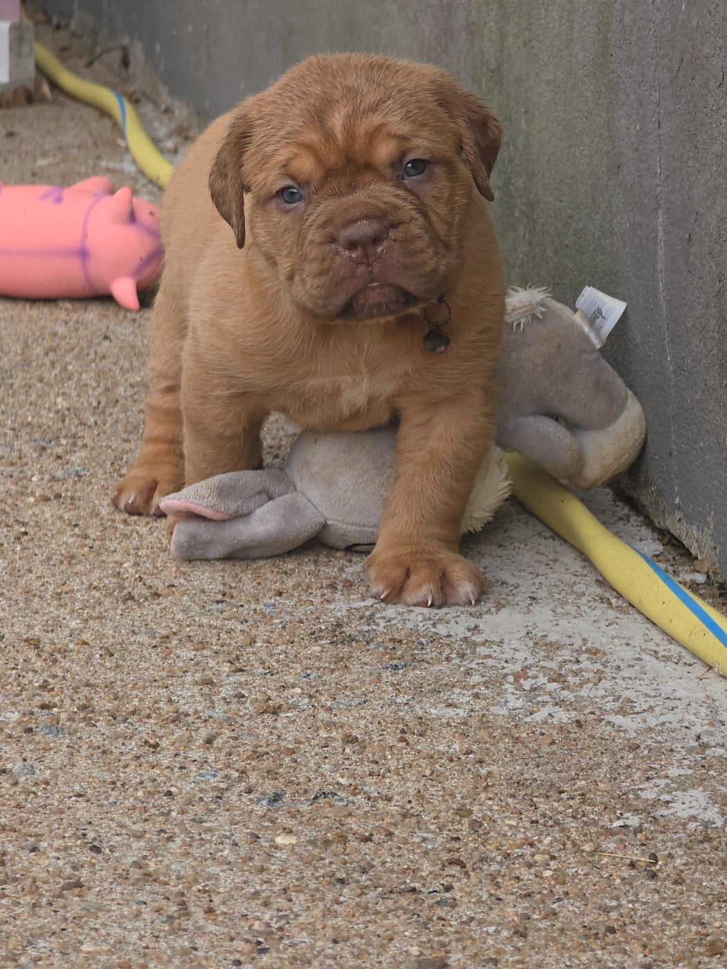 Chiot N°10 - Dogue de Bordeaux