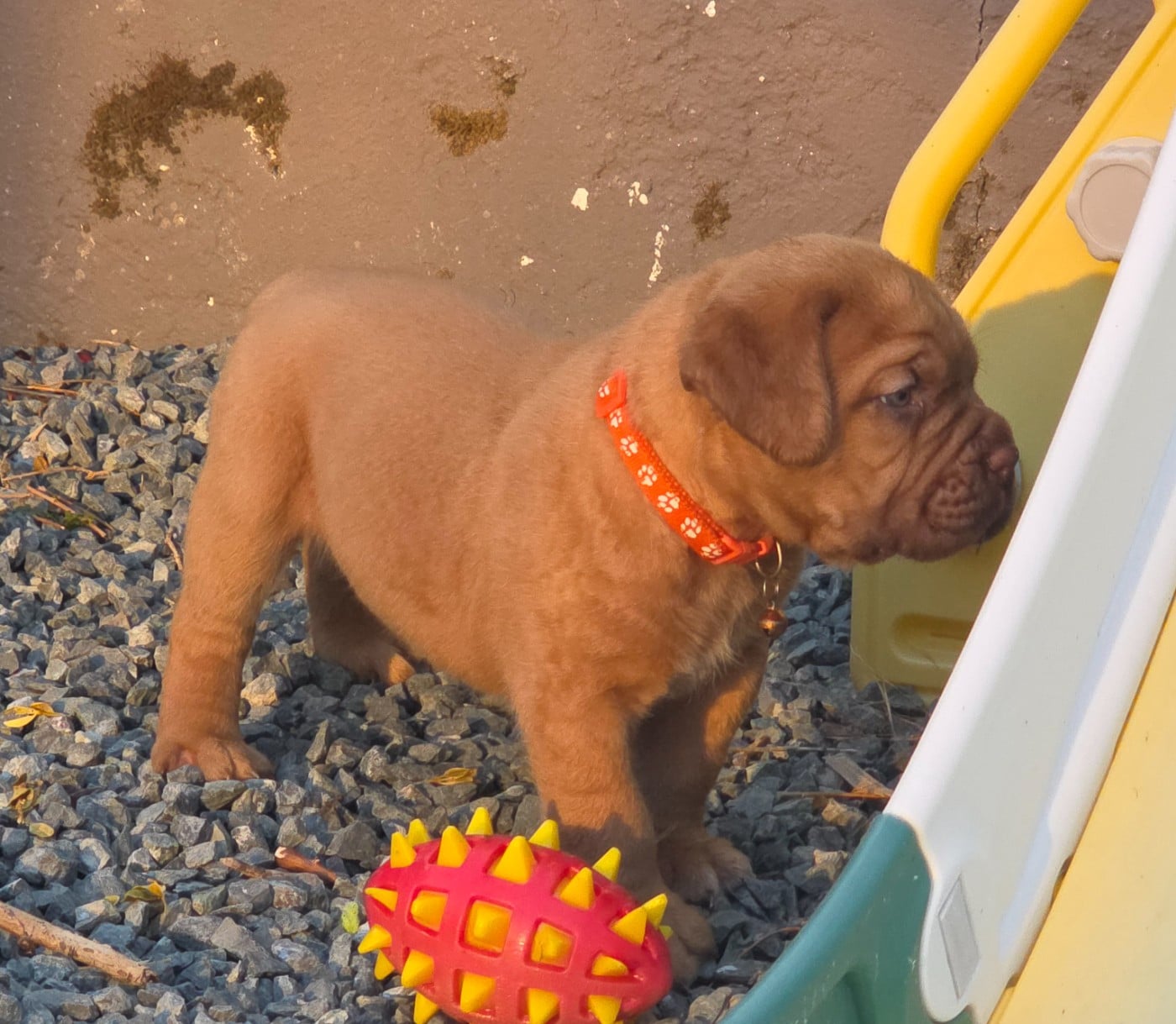 Chiot N°5 - Dogue de Bordeaux