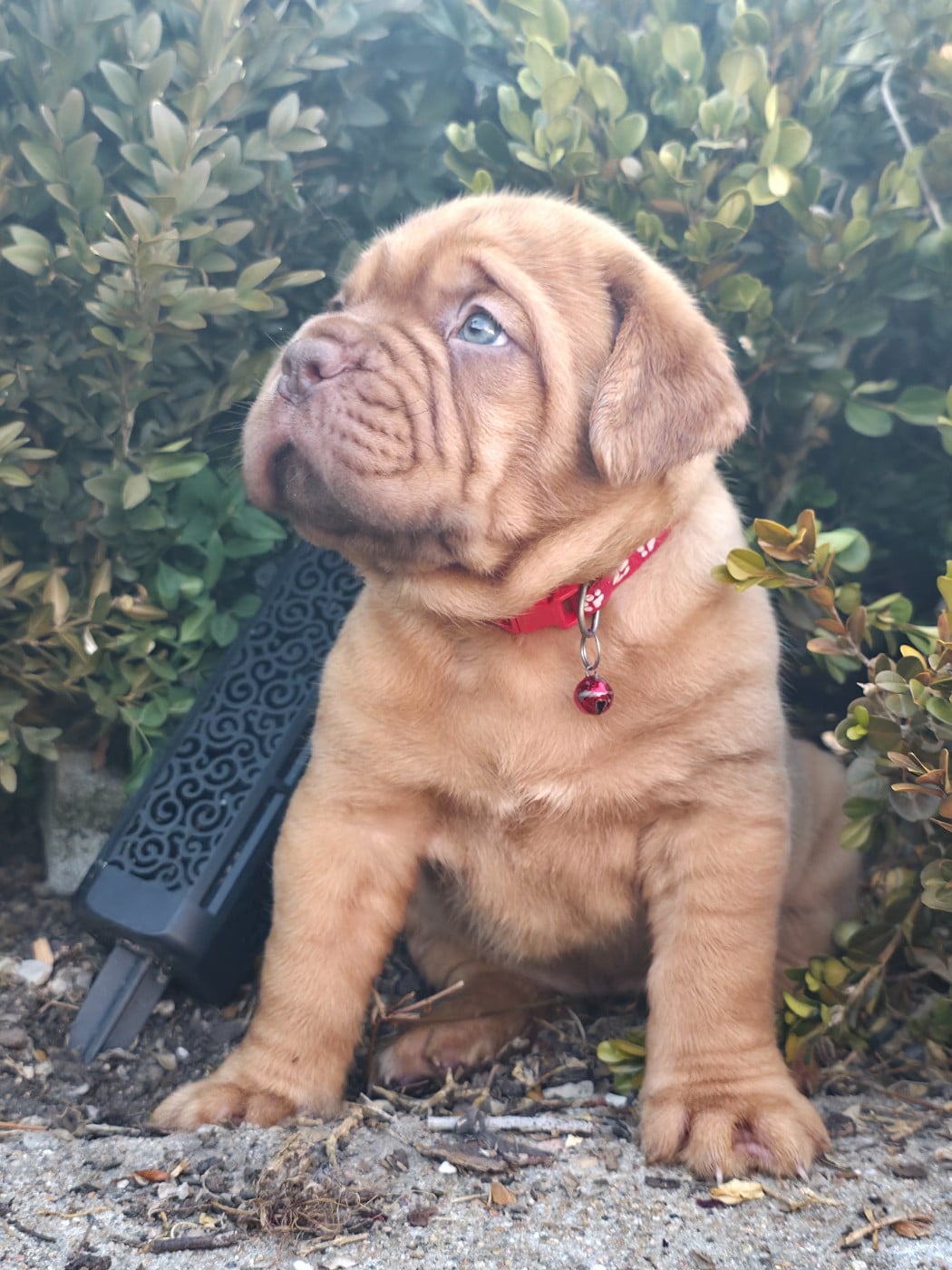 Chiot N°7 - Dogue de Bordeaux