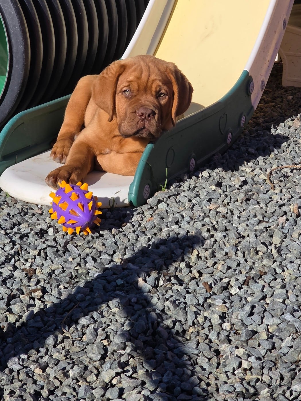 Chiot N°12 - Dogue de Bordeaux
