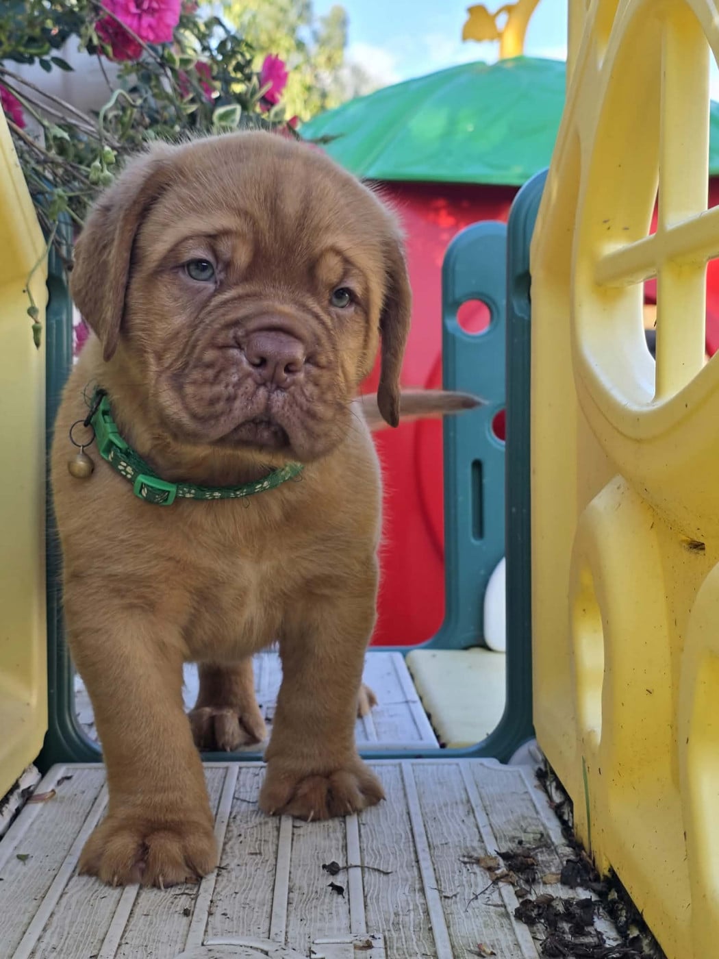 Collier vert - Dogue de Bordeaux