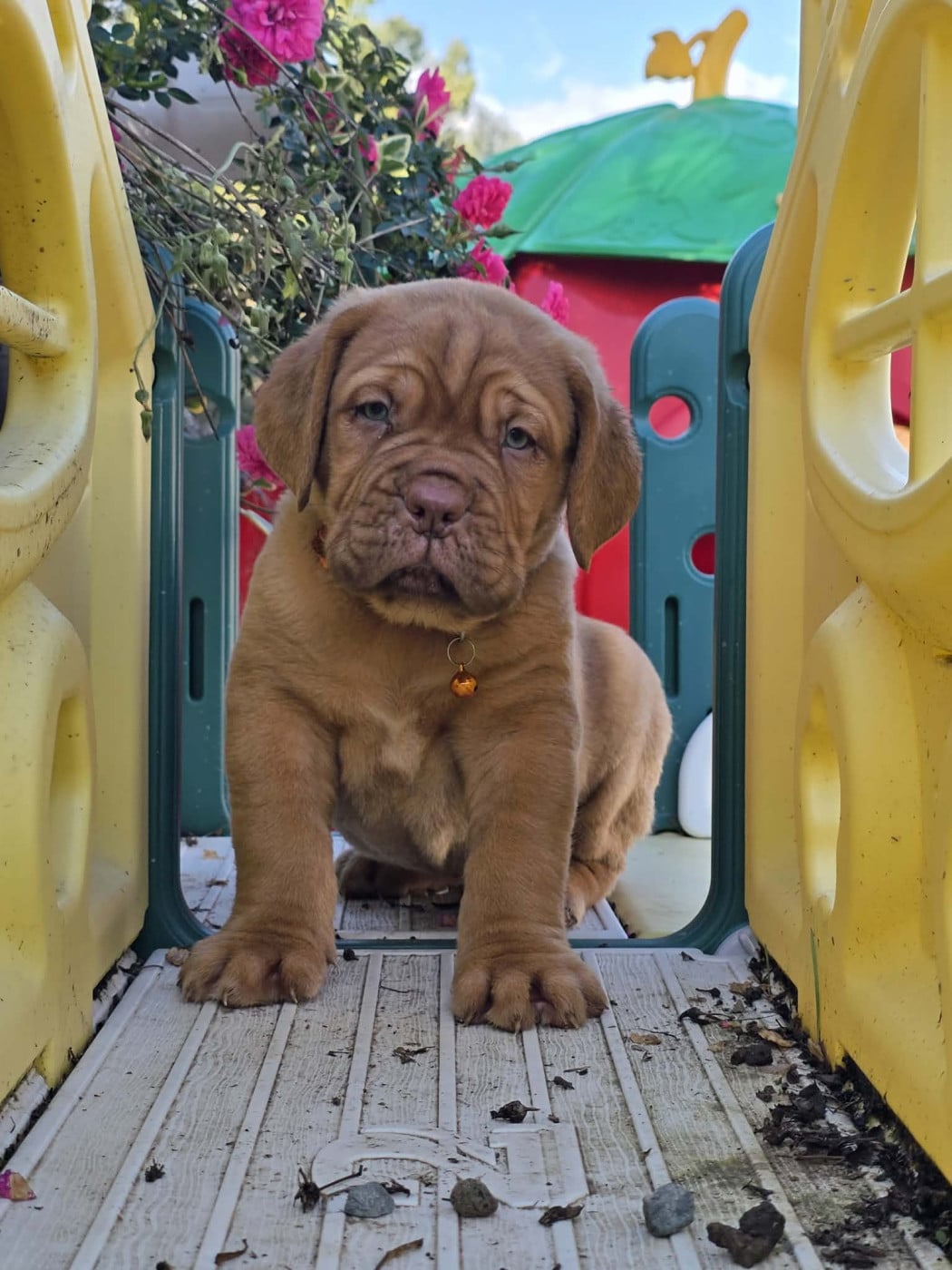 Collier orange - Dogue de Bordeaux