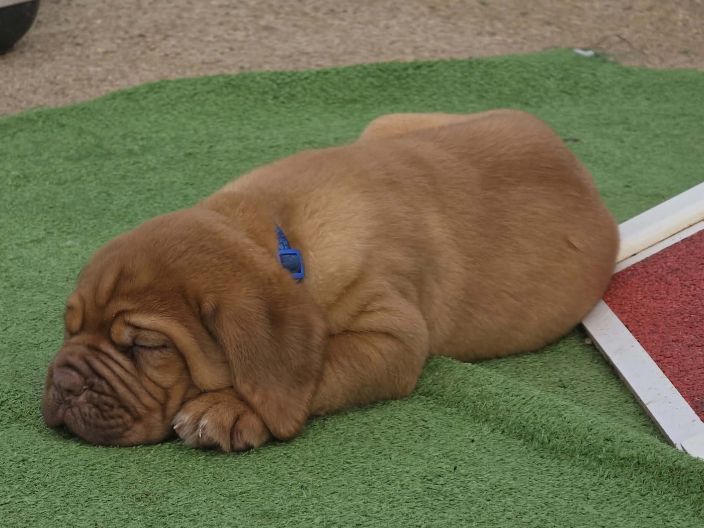 Collier bleu - Dogue de Bordeaux